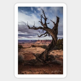 Desert Dancer at Canyonlands National Park Sticker